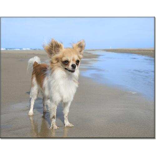 Cute puppy diamond embroidery Chihuahua full square round drill painting by numbers 5d diy Diamond painting Cross StitchZP-029