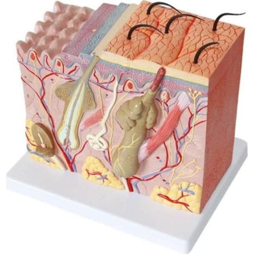 PVC Human Anatomical Skin and Hair Structure Enlarged 35X Model Anatomy Medical Teaching Learning Tool Supplies