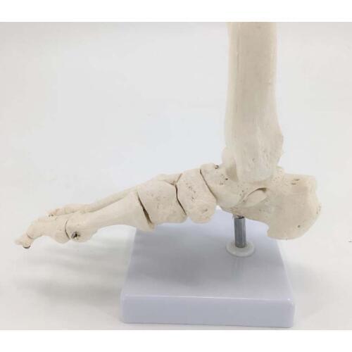 Human Foot Bone Model Foot Sole Joints of Foot Ankle Tibia and Fibula Foot Model Department of Orthopedics Teaching for Medical