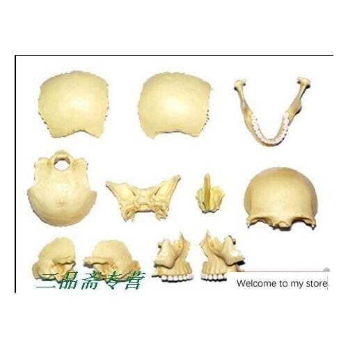 Human head skull skeleton Model Medical Anatomy assembled models Childrens Three-dimensional jigsaw puzzle
