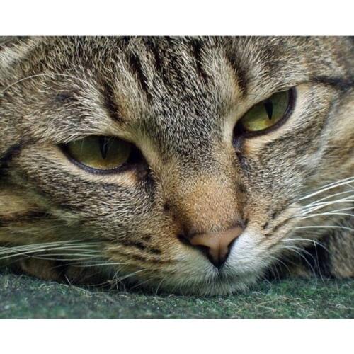 Diamond Embroidery 5D DIY Diamond Painting Lovely Cat Cute Animal Diamond Painting Cross Stitch Rhinestone Mosaic