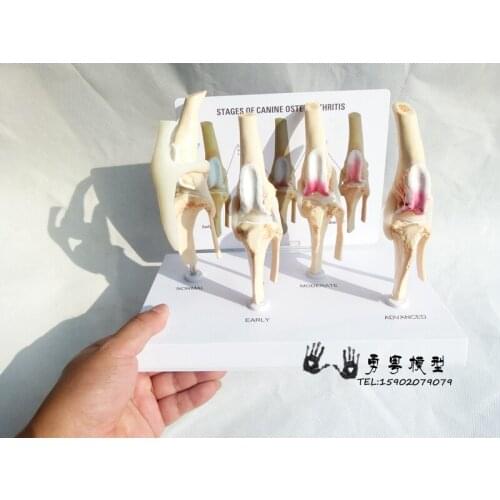 Dog knee joint skeleton model stages of canine osteoarthritis demontration mdoel