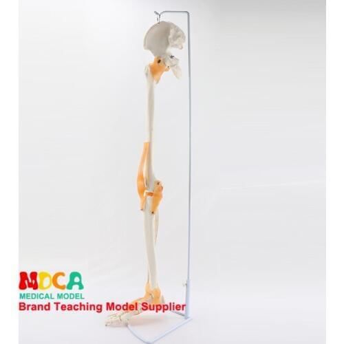 Bone and ligament ligaments, tibia, fibula and femur pelvis human skeleton.model medical teaching MJG007