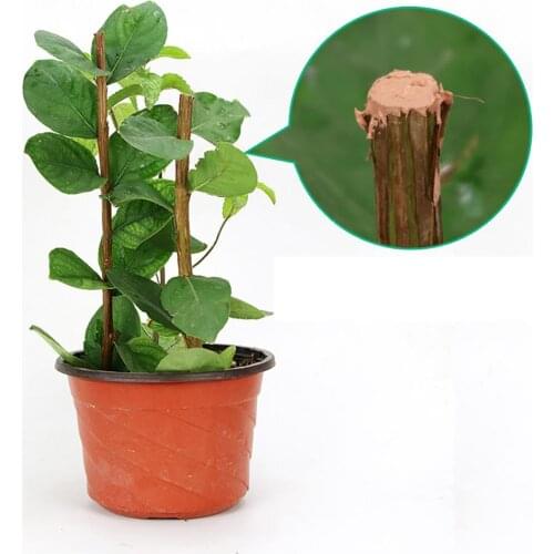 Tree Wound Bonsai Pruning Cutting Paste Tree Pruning Sealer Pruning Compound For Garden Plant Grafting Treatment