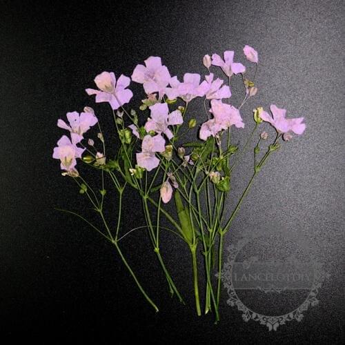 5-9cm pink real dry pressed flower branch craft for DIY glass dome resin filling 8pcs each pack 1503153
