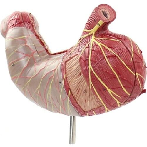Human Digestive System Study Teaching Model Medical Science Stomach Anatomy High quality NE