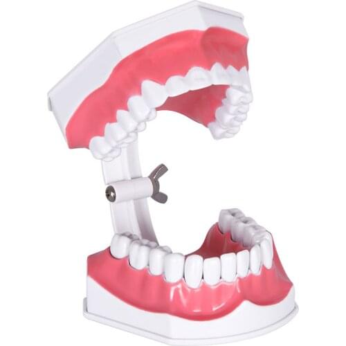 Dental Teeth Model 1: 2 tooth model large tooth model School teaching equipment tools large tooth model