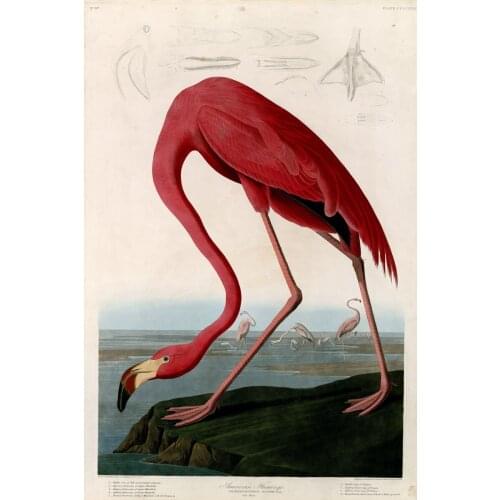 Canvas painting print wall art poster vintage posters hand drawing prints animal picture American flamingo by John James Audubon