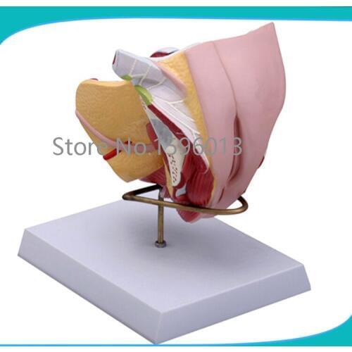 Female genital structure model 4 parts,Female Genital Organs,The female reproductive organ structure model