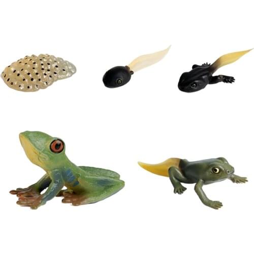 Education Kids Insect Cycle Figure Frog Animal Growth Playset Biology Toys Teaching Aids Themed Party