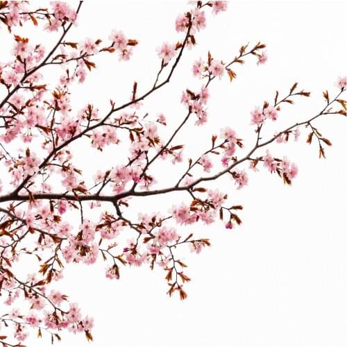 Pink Cherry Blossom Shower Curtain for Bathroom with 12 Hooks Floral Sakura