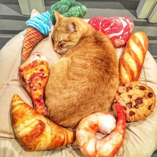 Squeaky Pet Cat Toys for Cats Catnip Plush Cat Toy Plush Kitty Katten speelgoed gatos productos para mascotas kedi malzemeleri