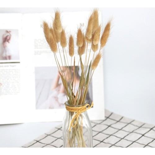 Rabbit Tail Grass Dried Flowers Photo?props Beautiful White DIY Natural Dried Flowers