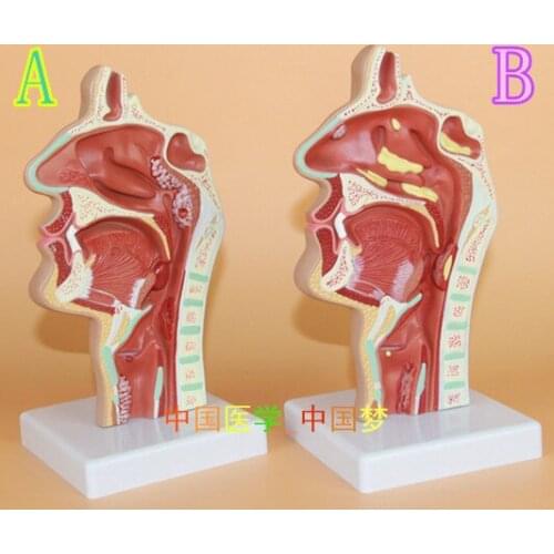 Human nasal cavity throat Anatomy model Nose and throat pathology model Otolaryngology