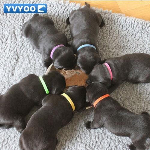 YVYOO Puppy ID Identification Collars Adjustable Nylon Small Pet Dog Collars Kitten Necklace Whelping Puppy Collars 12PCS B25