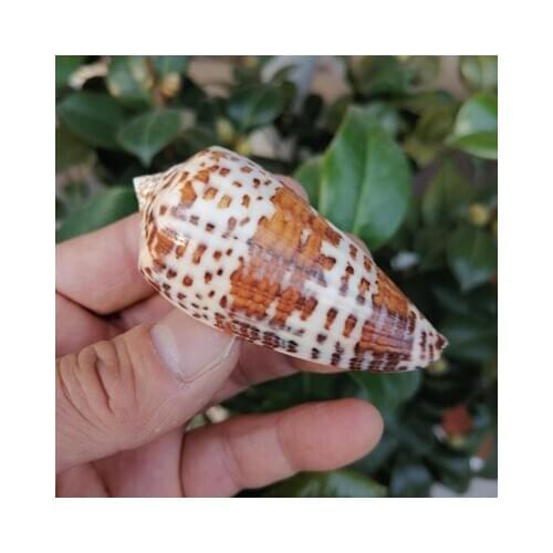 Natural conch shell, rainbow conch, aquarium fish tank landscaping, home floor and window decoration, shooting props