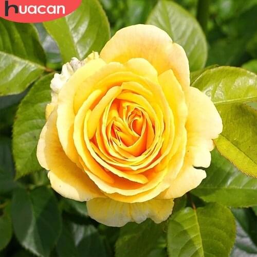 HUACAN Full Drill Diamond Art Painting Yellow Rose Kits Diamond Embroidery Flower Cross Stitch Handmade Gift