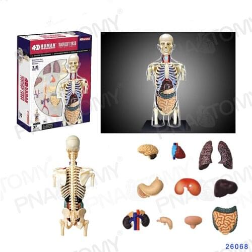 4D MASTER Transparent male trunk model human skeleton visceral anatomy toys for teaching