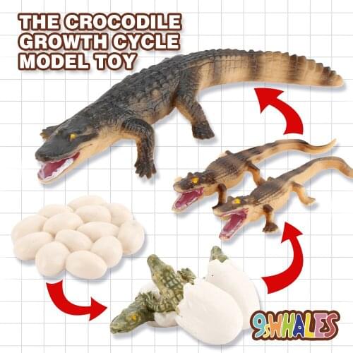 Children Adult Educational Toy Simulation Animals PVC Crocodile-A Growth Cycle Model Toy Popular Science Decoration Gift