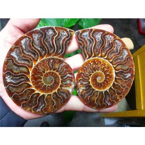 Xd j00881 1 pairs of Split Ammonite Fossil Specimen Shell Healing Madagascar vv
