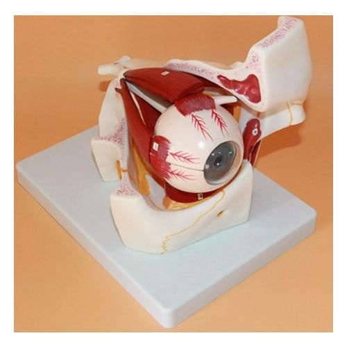 3 times enlarge Eye and orbital anatomy model visual system optic nerve distribution eudcational model 10 parts