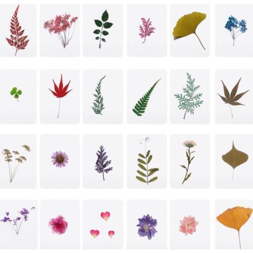 Mix Pressed Flower Leaves Plant Specimen Fillers for Epoxy Resin Jewelry Making