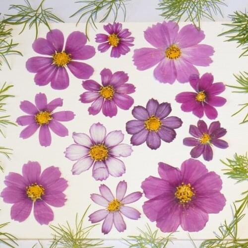 60pcs Pressed Dried Calliopsis Galsang Flower For Epoxy Resin Jewelry Making Makeup Face Bookmark Nail Art Craft DIY