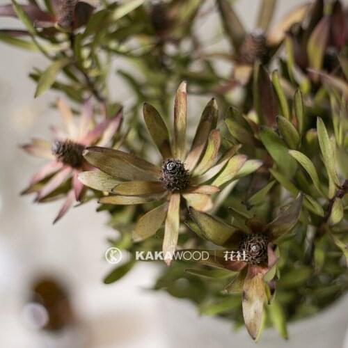 Imported Dried Flowers Natural Yellow Green Preserved Fresh Flower Home Soft Flower Arrangement Flower Delivery Ornamental Flowe