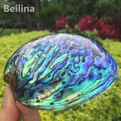 New Zealand blue abalone shell Natural craft Conch Home Decoration Aquarium Landscaping Wedding Landscape Decoraition 1lot(2pcs)