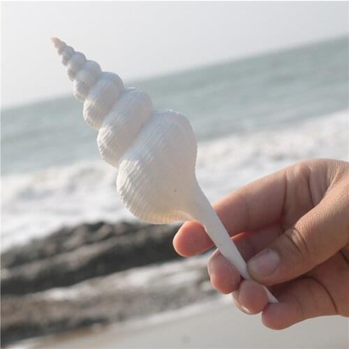 1pcs natural Conch sea shell White spiral conch shell for home decoration or gift