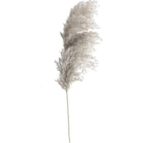 1pc Natural Phragmites Dried Flower Pampas Grass Reed Dried Flowers Bunch Bouquet Artificial Plants DIY Wedding Party Decor