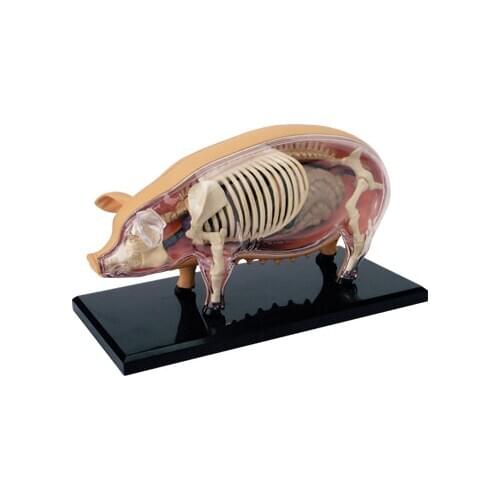 4D Animal Puzzle Pig Toys Animal Anatomical Models Detachable DIY Children Gifts Pork Educational Tool 4D MASTER 26102