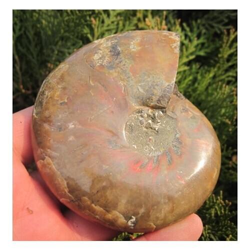 200g raiinbow AMMONITE FOSSIL (CRETACEOUS) MADAGASCAR