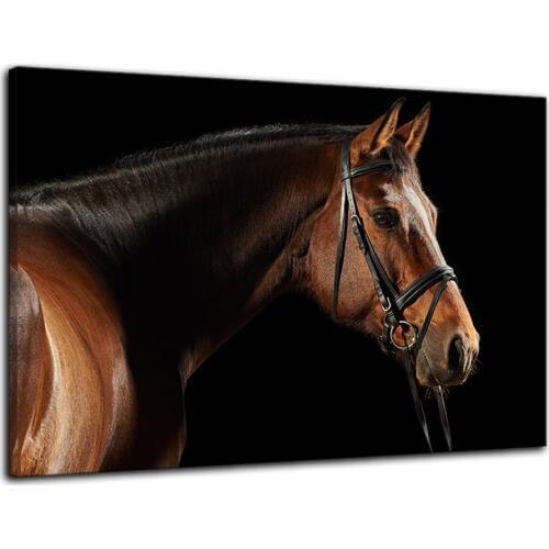 Horse On Black Wall Art Background Canvas Paintings on Canvas Contemporary Wall Art Giclee Framed Artwork HD PrinteDrop shipping