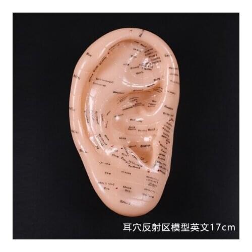 17cm Ear Acupuncture Point Model Vaccaria Seeds Acupoint Soft Rubber English Characters with User Guide
