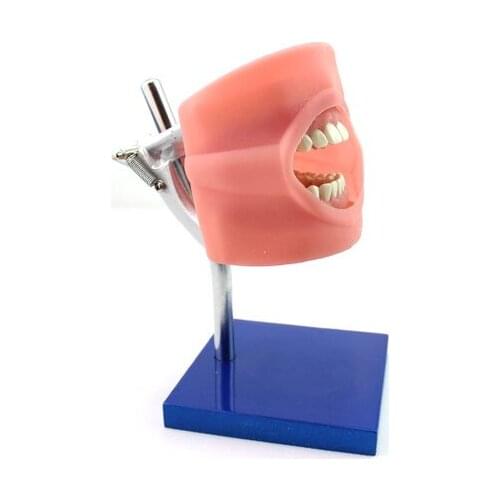 Wc jwdxhn Anatomical Models