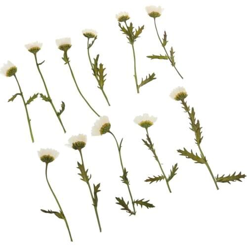 12pcs Real Pressed Dried Flower Card Making Scrapbooking Embellishment Decor