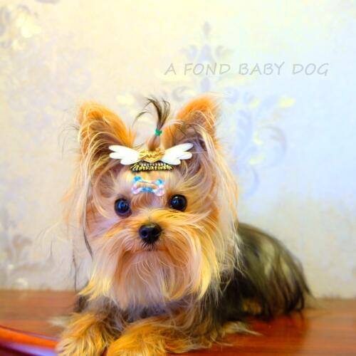 Dog headdress hairpin teddy pony Yorkshire bb broken hair comb clip angel series 20pcs