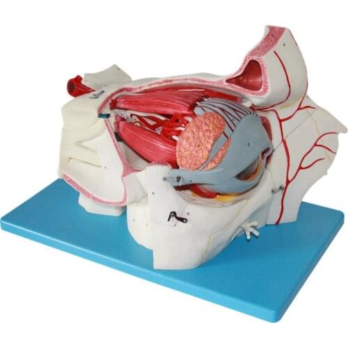 Eye Anatomical models the orbital blood vessels and nerve magnification eye model retina model 9 parts 97 number