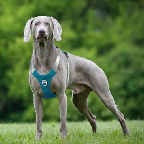 Soft Material Pet Protection Anti-lost Traction Rope Teddy Reflective Strap Explosion-proof Dashed Big I-shaped Chest Strap