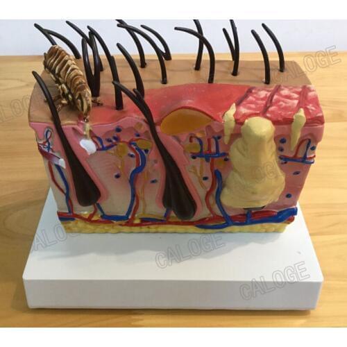 Free shipping&Dog skin anatomic model,For pet hospitals.Fleas, hives, vesicles, blisters, scratches, pustules, phagocytes