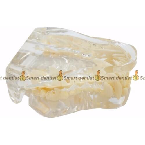 High Quality 2017 new Dog tooth jaw model Veterinary Teaching Dog tooth transparent professional model