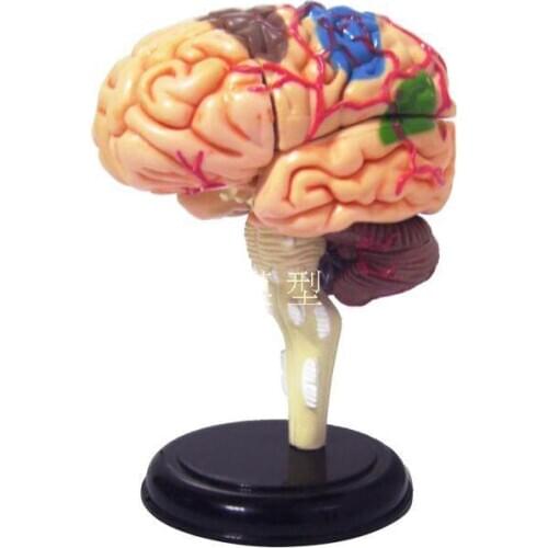 Brain structure model Human Anatomy Model Brain Model Medical Model
