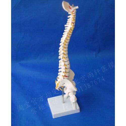 Delicate human skeleton model 45cm spine model human body model