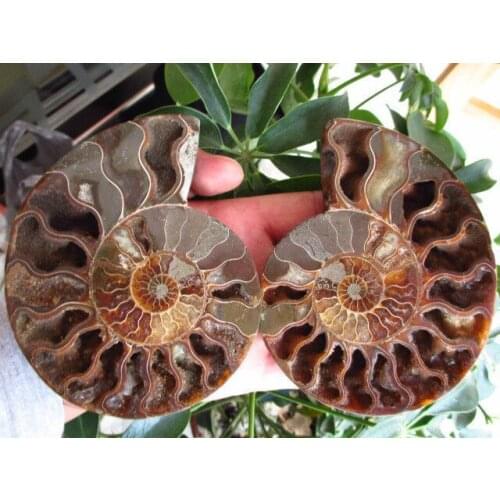 315g NATURAL CUT CRETACEOUS AMMONITE FOSSIL INTERIOR DISPLAY