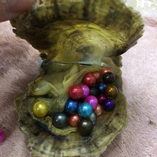 Saltwater Oyster Shells Tray of 20 Oysters with Single Round Pearls 6-7MM Rainbow Akoya Round Pearls 20pcs Vacuum Packed ABH805
