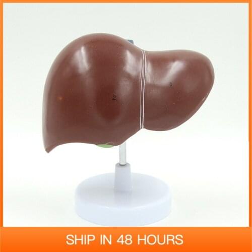 Life Size Liver with Gall Bladder Human Anatomy Model Educational Equipment Medical Sciences Anatomical Tool