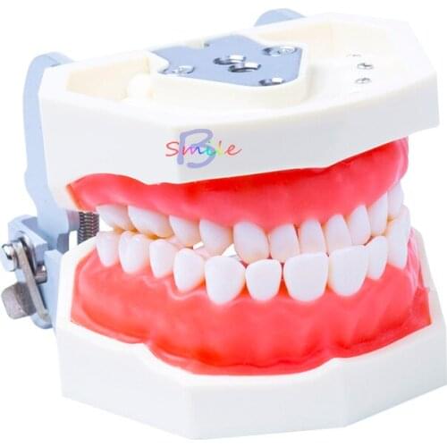 New Dental Teaching Model Standard Model Removable Teeth Soft Gum Model