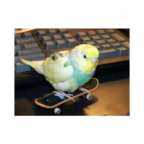 Parrot toy scooter grinding claw foot puzzle training toy pet supplies small and medium bird four round small skateboard