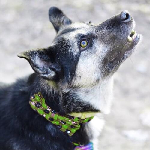 Pet collar Christmas Decor Adjustable Collar Bow-knot Necklace for Small Medium Large Pet Dogs Cats